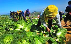 Salad and leafy vegetables are best suited for vacuum cooling.